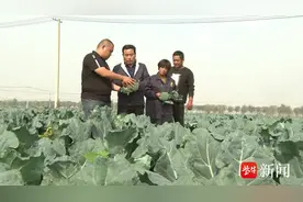 江苏丰县：西兰花喜获丰收 远销海外成了“致富花”图片
