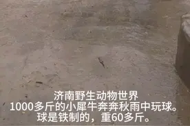 瞧！济南这个1000多斤的小家伙“雨中玩球”图片