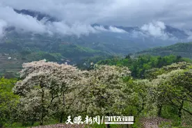 正安：以花为媒点亮乡村旅游新引擎图片