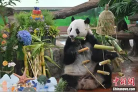 广州动物园大熊猫兄妹“星一”“雅一”迎11岁生日图片