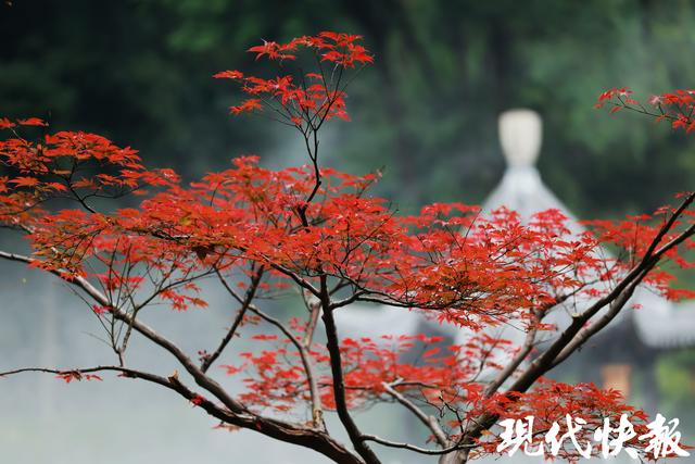 2025栖霞山“江山入戏”赏枫系列活动开启：邀您入景入戏，共赴山间风雅