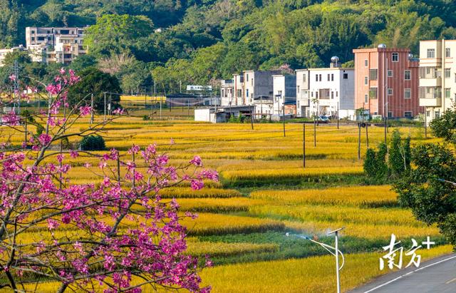 信宜北界：千亩稻田翻金浪，深秋乡村入画来