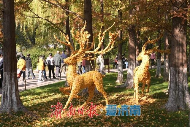 一年四季 泉在济南丨五龙潭水杉林现“银杏鹿”，落叶巧变打卡美景