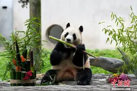 韩媒关注“福宝”在华亮相：又见“福宝”，可爱依旧图片