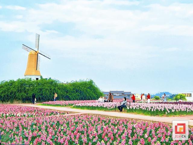 繁花满自贡，春日赏花走起！