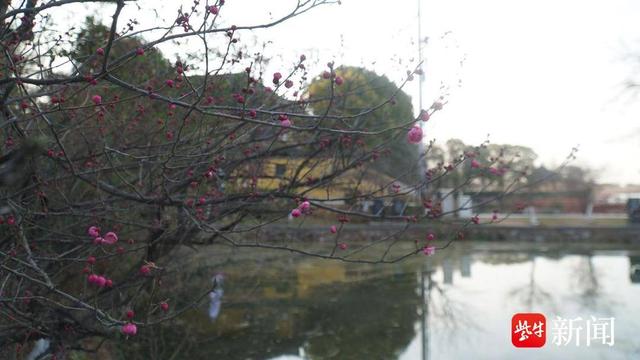 寒冬至、梅香来！镇江三山、南山、宝塔山等景区梅花陆续开放