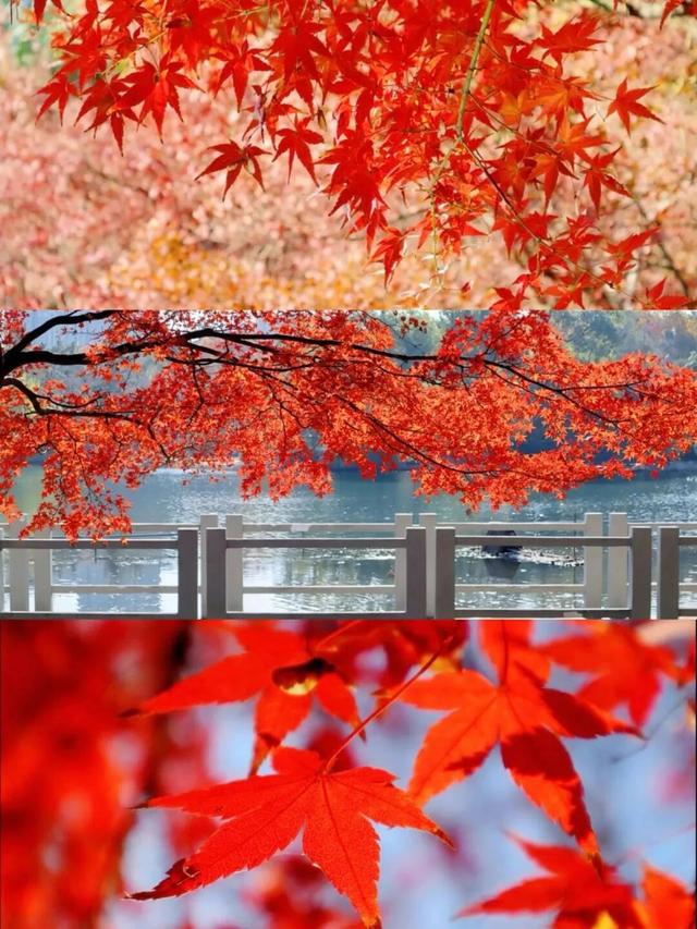 冬来秋未尽！秋天是赖上合肥了？