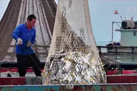 广东湛江：开捕啦！又到了金鲳鱼丰收季视频封面