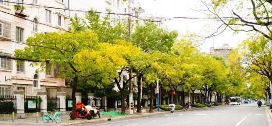 秋色浓度已拉满，申城街头 “赤橙黄绿交响曲”