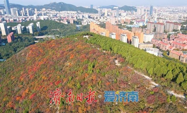 渐入佳境，济南版“鸳鸯火锅”将迎来红叶最美时节
