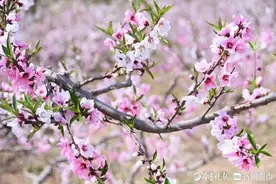 我爱你，渐深渐浓图片