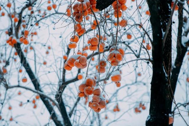 北京全城等雪来！故宫约不上？这些地方随手一拍也是大片——