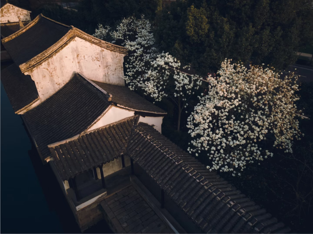 春日赏花｜盛花期！一键解锁最美出行路线