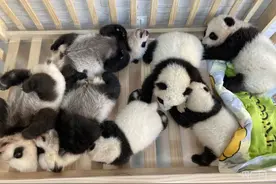 秦岭大熊猫研究中心人工繁育大熊猫种群达49只图片