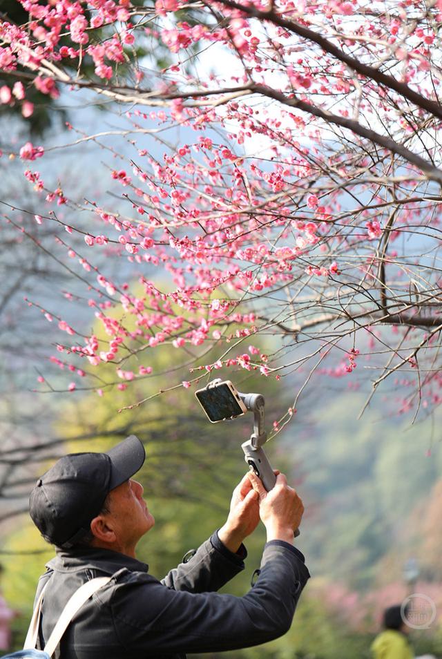 赏花正当时 歌乐山红梅似海漫山香