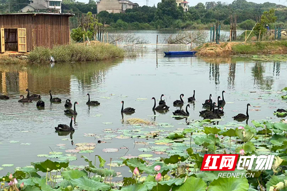 一场大会“点燃”洞庭水乡，益阳打造“湖南旅游第二站”