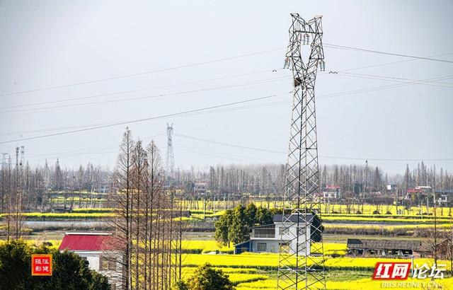 【赴春之约】漫步安乡，赴一场春天里的故乡之约