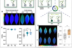茶树也会“抱团取暖”？中国科学家首次破译植物间的“互助现象”图片