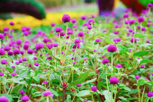 门票免费送！里水百亩花海上新！拍照遛娃圣地→
