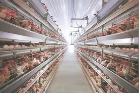 “一只鸡”正崛起图片