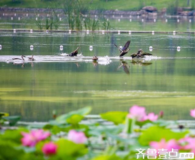 华山湖湿地公园以其优美的自然景观和丰富的生态多样性闻名