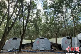 （走进中国乡村）海南白沙：橡胶林下“种黄金”图片