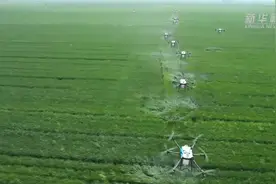 “中原粮仓”：大规模无人机飞防“护航”夏粮丰收图片