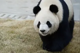大熊猫“星秋”“怡兰”今日启程赴澳图片