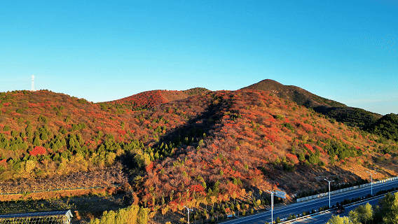 太美了！去北京这里赏“漫山红叶”｜周末京郊微度假