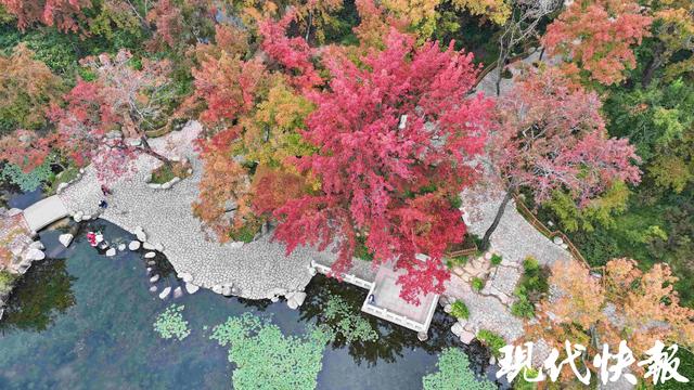 官宣！天平山红枫进入观赏期