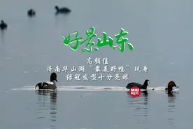 果然视频·好景山东|济南华山湖最美野鸭来啦！绿冠发型真亮眼图片