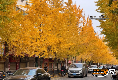 跟着地图赏秋色 荆州发布城区“落叶缓扫”地图