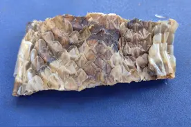 巳巳如意话健康，这些“蛇系”中草药你认识几个？图片