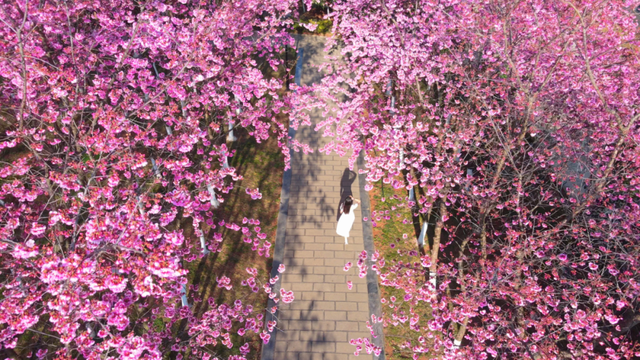 云南的大学有多美！一起来打卡嵩明职教新城樱花盛景