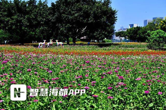 福州“多巴胺”花海上线！花期将延续至国庆中秋假期