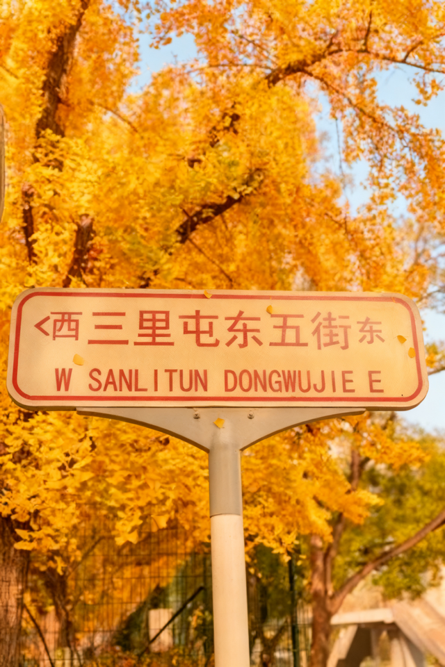 多彩京秋｜最美金秋赏银杏地
