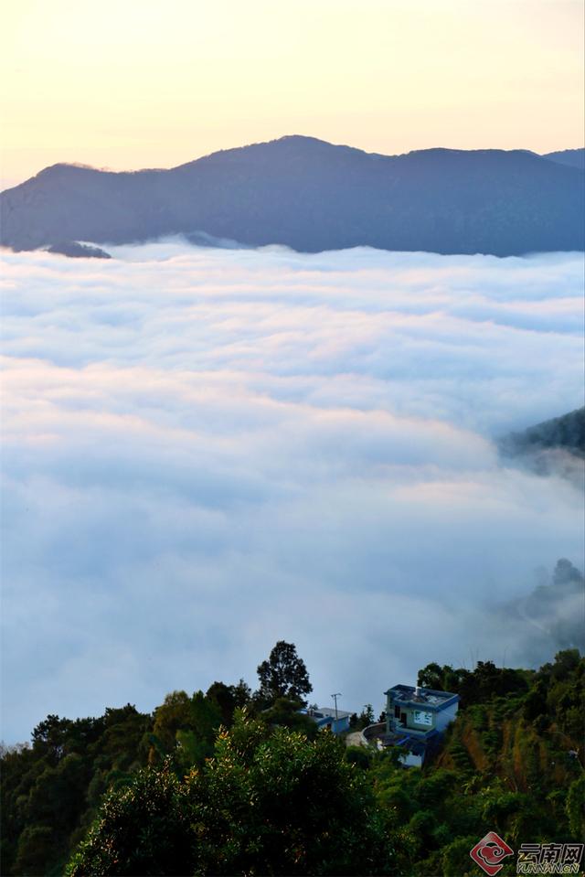 临沧临翔：邦东乡秋茶遇云海 山水画卷醉游人