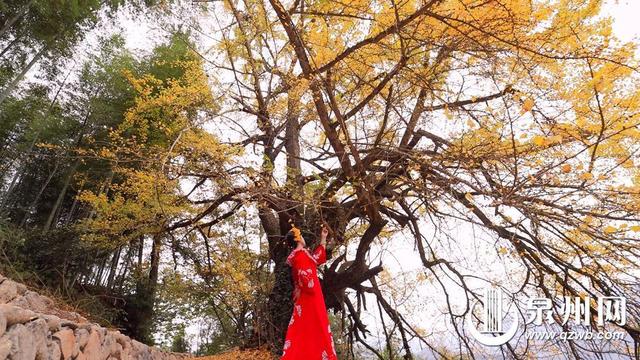 金叶万扇舞秋风：深秋 山野便染尽金色 银杏成最耀眼的主角