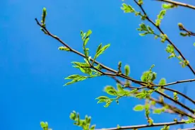 上春山|春天的味道图片