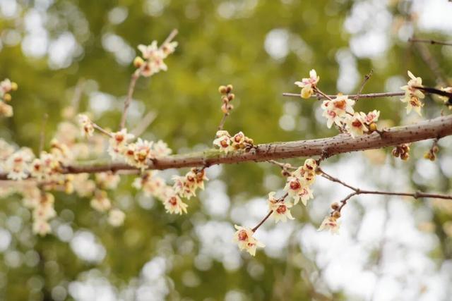 太仓“中式美学天花板”，要来了！
