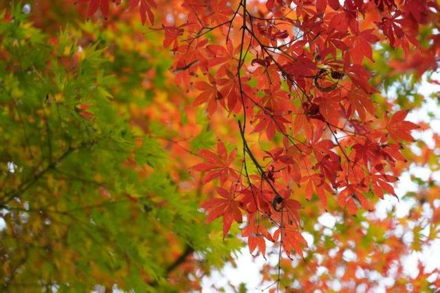 初冬出片“顶流”红了！到重庆园博园邂逅别样“枫”景