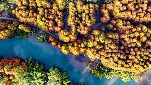 C视觉︱成都这片“水上森林”美到窒息 错过再等一年