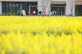 安徽合肥：油菜花开 田园风光入画来图片