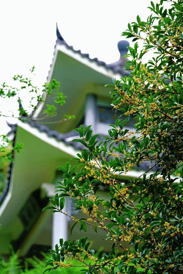 这是一条有味道的推送眼下的南宁 “桂” 气冲天，这泼天的“馥桂” 真香