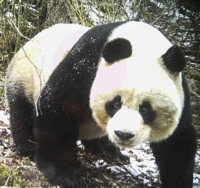 中国大陆首个！黄龙国家级风景名胜区获国际暗夜公园认证——璀璨星空下的生态典范，全球瞩目的暗夜之美