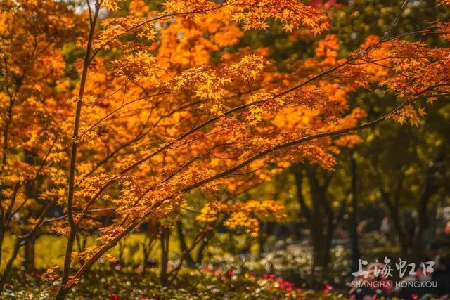 2000+地肤、450+枫树换上“秋装”！就在上海市中心这个免费公园→