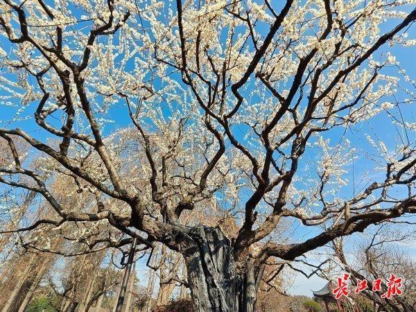 最新公园赏梅地图发布，武汉116座公园可赏梅花