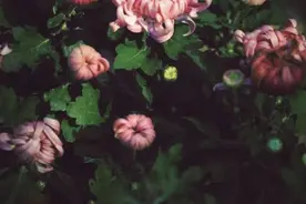 约起！昆明金殿名胜区国庆5大活动等你参与图片