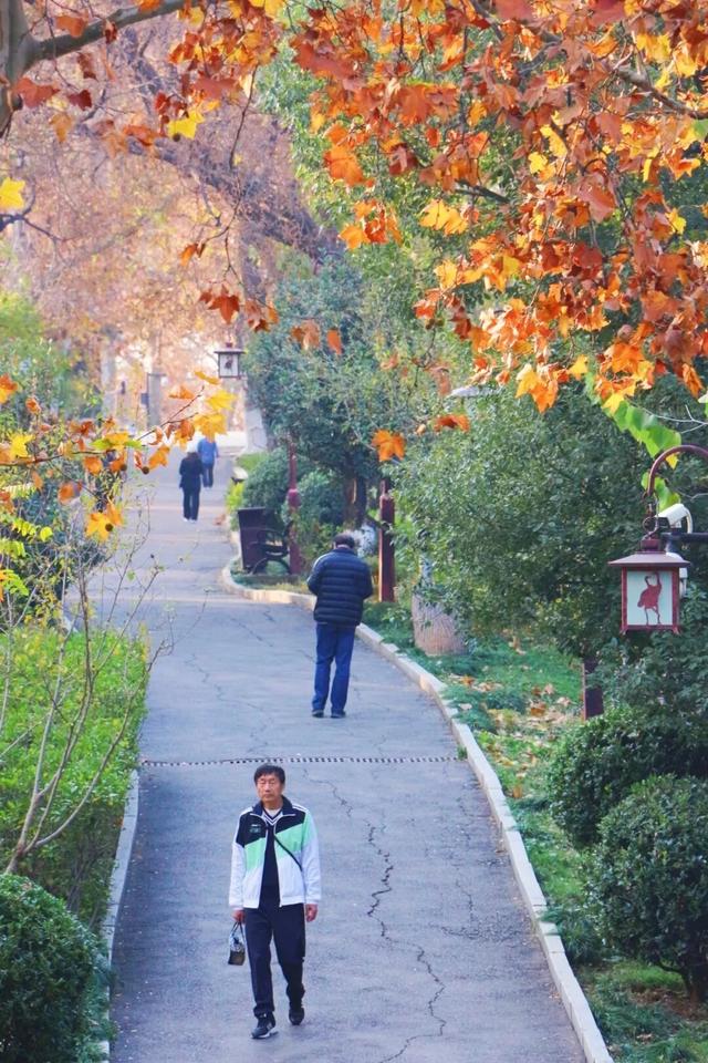 武昌赏秋天花板！这条被推荐100次的山路，迎来最美时刻