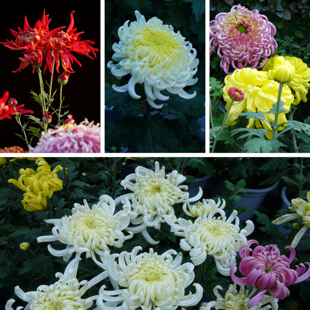 青睐绵阳 ‖ 一城秋色，菊香满园，游仙区富乐山十万香阵花正浓！